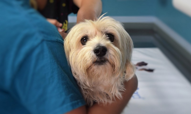 MBO of Ceva Santé Animale