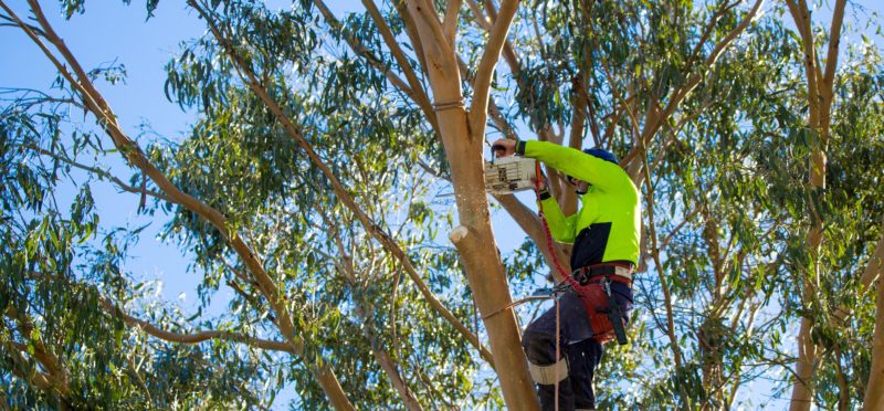 Sale of Cap Vert to Evolem