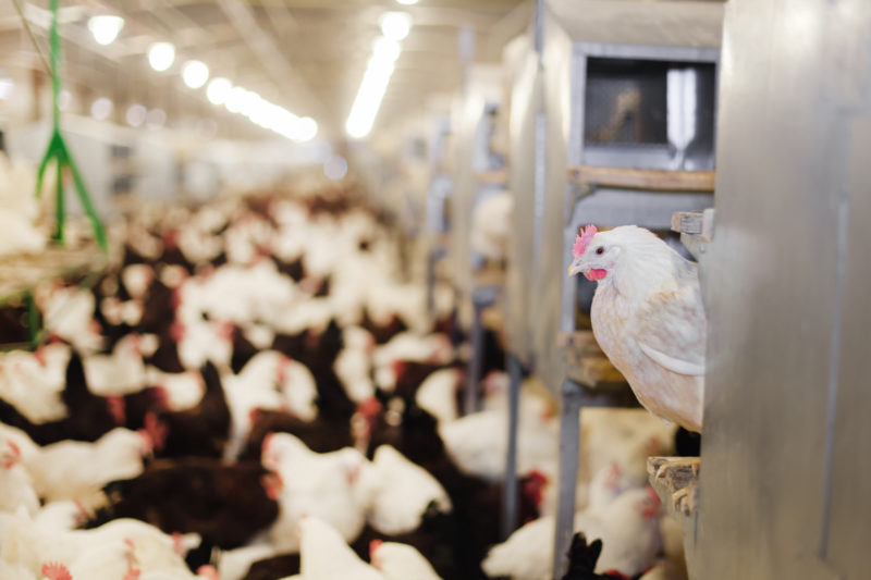 Groupe Avril sells Theseo to Lanxess