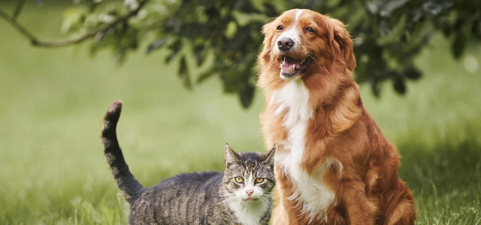 Global Animal Health 2025 Insight Report: Preventative & Curative Care Markets